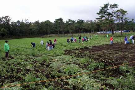 daikon.jpg